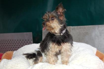 SINDYLEIN - lieber Yorkshire-Terrier - 12-13 Jahre - Tierhilfe-Franken e. V.