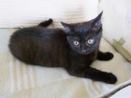 Süße kleine Katzenbabys / Kätzchen / Kitten