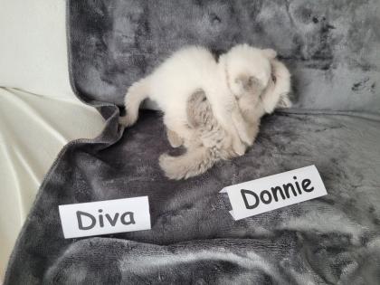 Reinrassige BLH Kitten in Blue Point suchen liebevolle Familie