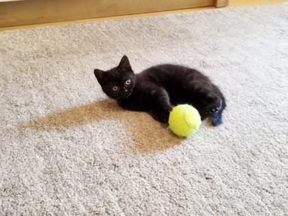 BKH Katze Black Gold Tabby Classic