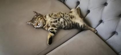 BKH Kitten männlich