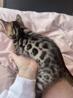 Bengal Jungen zu Verkaufen