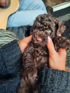 Goldendoodle Welpen