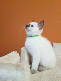 Thaikatze alte Art der Siam Kater Siamkater
