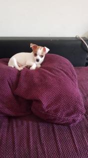 Chihuahua Welpe