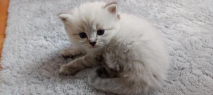 BKH Kitten ab 01. 07 2023