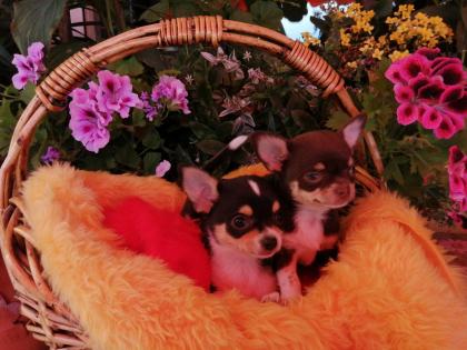 Süße Chihuahua-Welpen