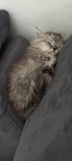 BKH Kitten ab 01. 07 2023