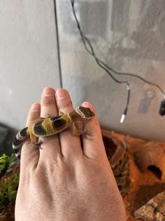 Junge Leopardgeckos abzugeben