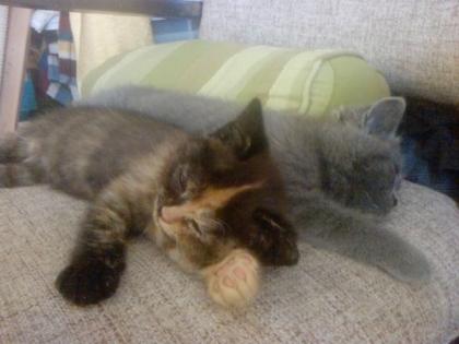 2 Katzenkinder zu vergeben