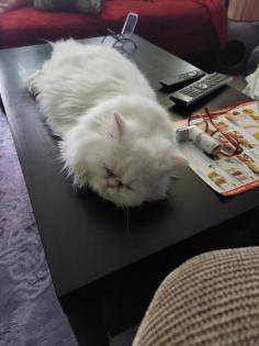Zuhause für meine 2 kleine Mäuse mit allem Zubehör