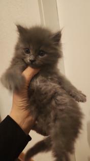 Süsse Main Coon Kitten