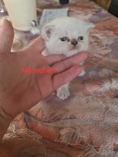 Wunderschöne BKH Kitten