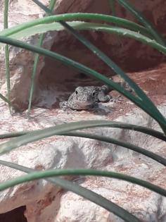 3 Skorpionschwanzgeckos abzugeben