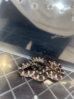 Kornnatter Pantheropis Guttatus NZ 07 25