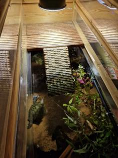 Mississippi Höckerschildkröte - männlich - mit Zuhause Kostenlos abzugeben