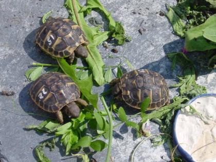 Griechische Landschildkröten direkt vom Züchter / Testudo hermanni hermanni