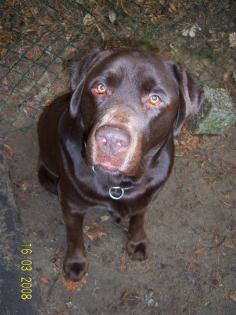 KRÄFTIGER GRÖßER BRAUNER LABRADOR RÜDE 5 J. ABZUG.