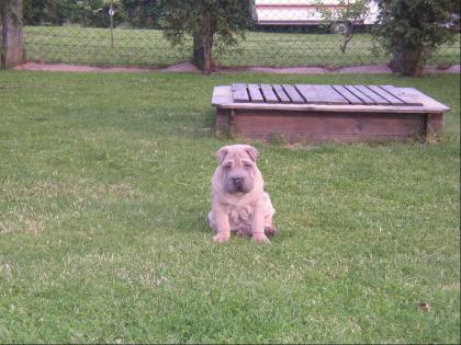 9 Wochen alte wunderschöne Shar Pei Welpen aus deutscher Familienaufzucht