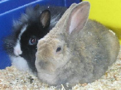 2 liebe Zwerghasen weibchen wg. Allergie zu verkaufen