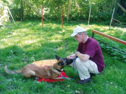 Hundeprobleme Tophundeschule hilft sofort