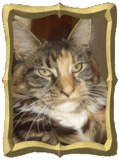 Catsitting - Katzenbetreuung so individuell wie Ihr Liebling