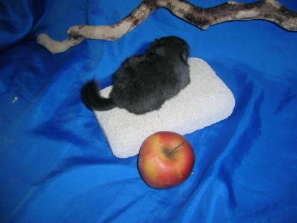 Chinchillas abzugeben.