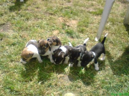 Französische Bulldogge schwarz und schwarz-weiss