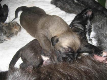 Irish-Wolfhound Welpen m/w.