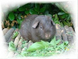 Meerschweinchen von den Gurkenzwergen abzugeben