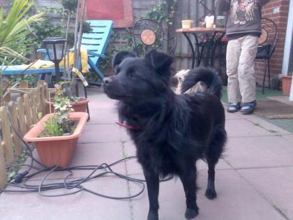 Mischlingshund chiwawa/terrier abzugeben