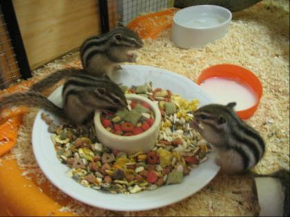 5 junge zahme Streifenhörnchen abzugeben naturfarben