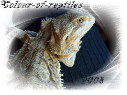 5 Farbbartagamen abzugeben Subadult Adult