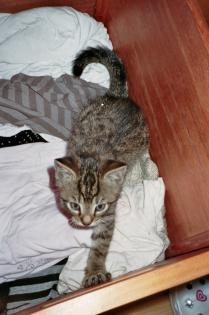 Süßer Kater sucht zum 12. 07. 08 neues Zuhause