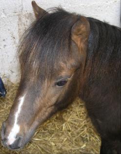 Classic-Pony Jährlingshengst abzugeben