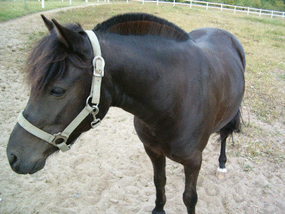 Suche Reitbeteiligung in und um Schwanewede/Meyenburg