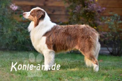 Bezaubernde Aussiehündin in BM 7 Wo