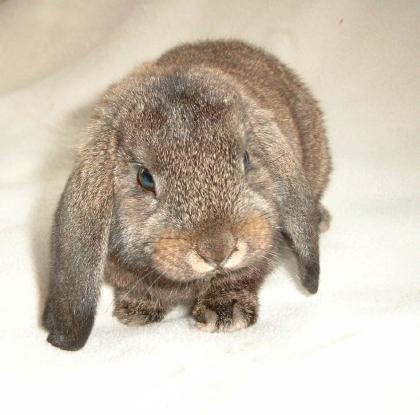 Biete tage- und wochenweise Tierbetreuung in liebevollen Händen