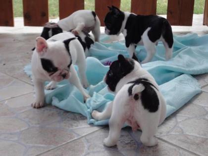 Bildschöne- Französische -Bulldoggen