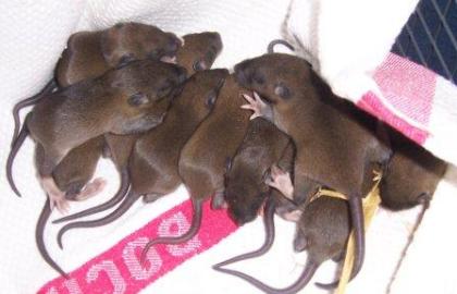 10 kleine Agouti Ratten Babies abgzugeben