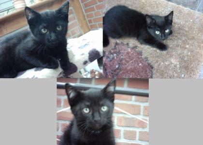 3 süße Katzen suchen ein neues liebevolles Zuhause