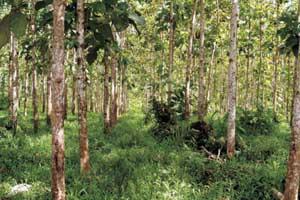 Waldgrundstück / Forstgrundstück in Panama ab 1. 000 m2 kaufen