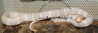 Kalifornische Kettennatter - Lampropeltis getula californiae albino