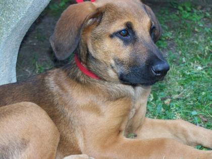 Wunderschöner Ridgeback / Schäfiwelpe abzugeben - Unbedingt ansehen