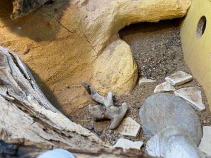 Schönes Terrarium komplett eingerichtet mit 2 Leopard-Geckos