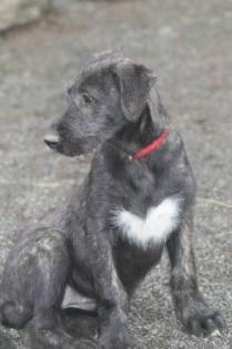 Irish Wolfhoundwelpen VDH