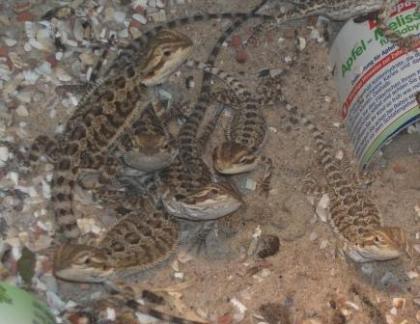 Gebe junge Bartagamen Pogona vitticeps ab