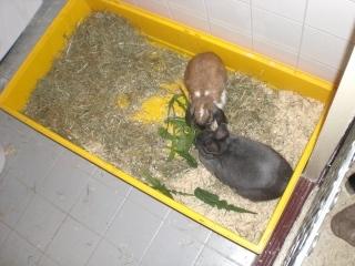 Suche ein neues Zuhause für meine Püppi und Zicke. 2 J. 1 J.