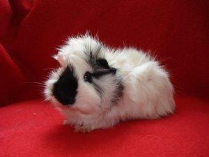 Viele Meerschweinchen suchen Kuschelhände