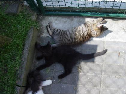 Maine Coon Kitten abzugeben